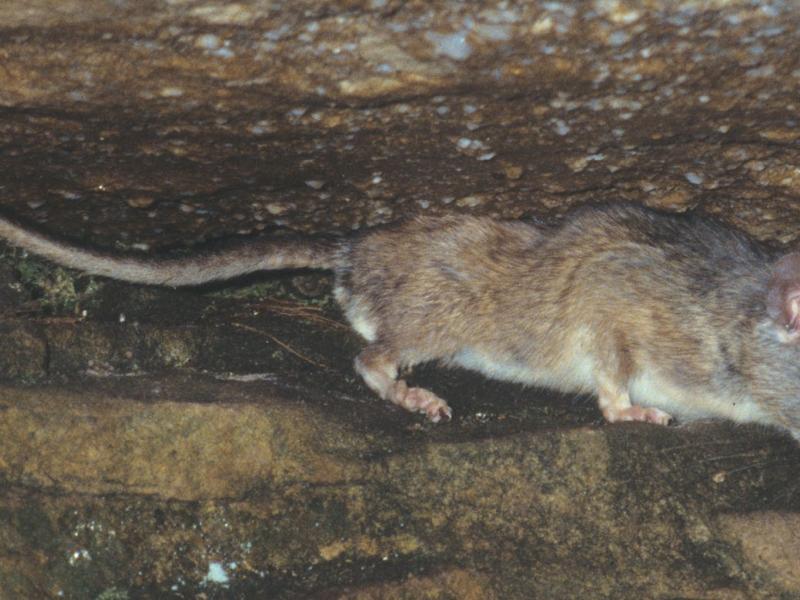 Allegheny Woodrat Outdoor Alabama